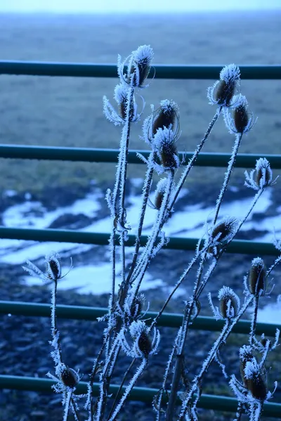 DSC_0964 (Large).JPG